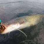 Новая стратегия фидерной ловли леща в 2025 году повышает уловы – эксперт