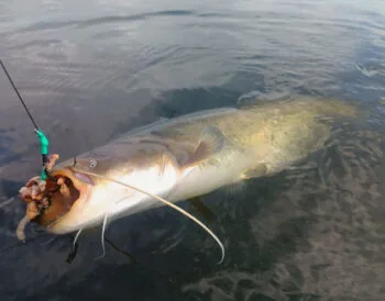 Ловля сома на квок: експерти назвали найкращі місця та час