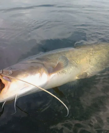 Ловля сома на квок: експерти назвали найкращі місця та час