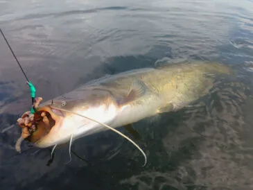 Ловля сома на квок: експерти назвали найкращі місця та час