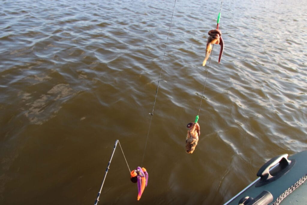 Наживки для ловли сома на квок