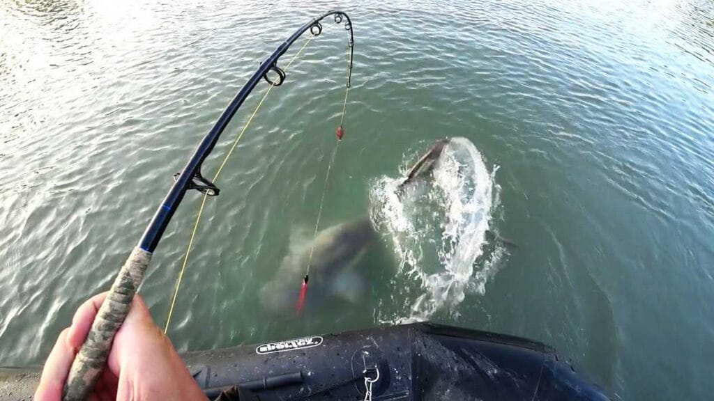 Снасти для ловли сома на квок