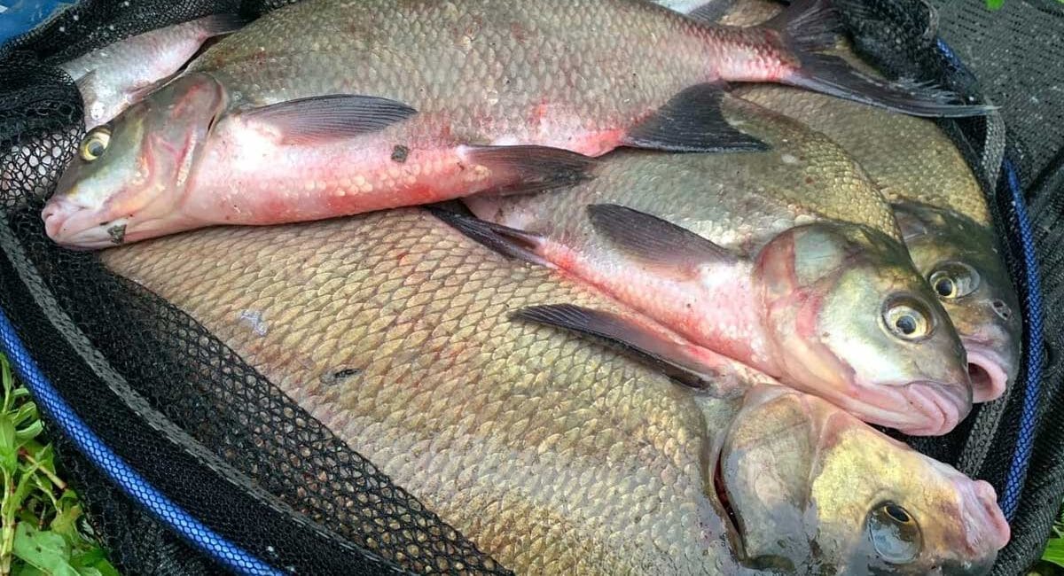 Новая стратегия фидерной ловли леща в 2025 году повышает уловы