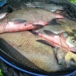 Микроджиг с пассивной резиной доминирует при ловле окуня на набережных Украины в июне