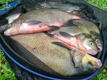 Новая стратегия фидерной ловли леща в 2025 году повышает уловы
