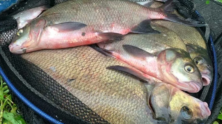 Новая стратегия фидерной ловли леща в 2025 году повышает уловы