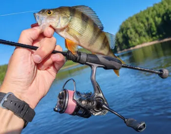 Мікроджиг на окуня: червневий тренд набережних України