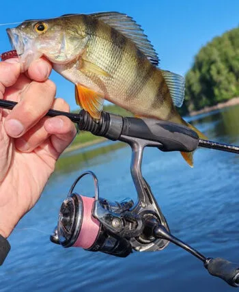 Мікроджиг на окуня: червневий тренд набережних України