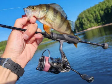Мікроджиг на окуня: червневий тренд набережних України