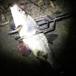 Микроджиг с пассивной резиной доминирует при ловле окуня на набережных Украины в июне