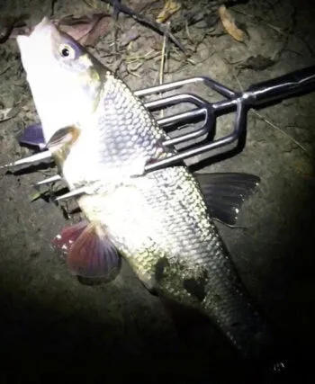 На Львівщині оштрафували рибалку за ловлю вилами в нерест