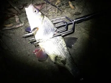 На Львівщині оштрафували рибалку за ловлю вилами в нерест