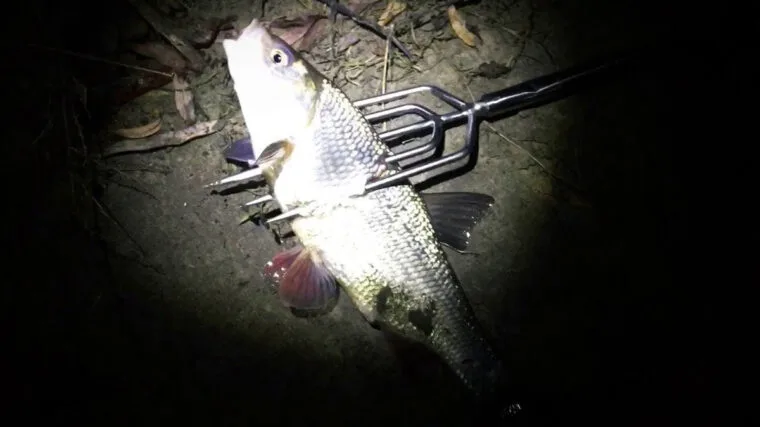 На Львівщині оштрафували рибалку за ловлю вилами в нерест