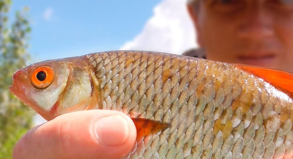 Зелена лихоманка: метод Сабанєєва для лову плітки влітку