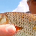 Незаконная рыбалка во время нереста: суд оштрафовал жителя Львовщины