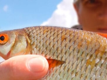 Зелена лихоманка: метод Сабанєєва для лову плітки влітку