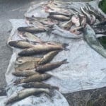 Зелена лихоманка: метод Сабанєєва для лову плітки влітку