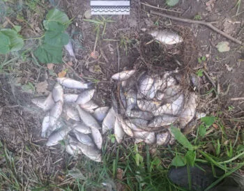 Улов на 171 тис. грн: браконьєра з сіткою затримали на Сумщині