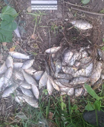 Улов на 171 тис. грн: браконьєра з сіткою затримали на Сумщині