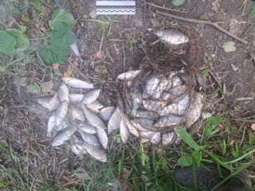 Улов на 171 тис. грн: браконьєра з сіткою затримали на Сумщині