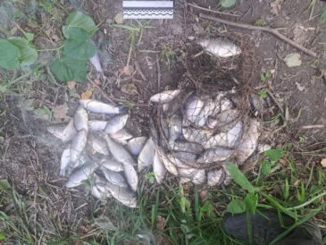 Улов на 171 тис. грн: браконьєра з сіткою затримали на Сумщині