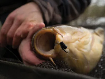 Zig Rig на коропа: літній секрет успіху на платних водоймах України