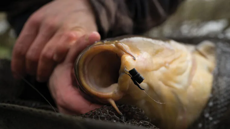 Zig Rig на коропа: літній секрет успіху на платних водоймах України