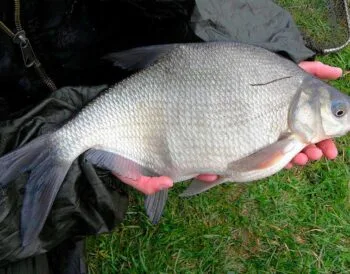 Ловля ляща в червні 2025 року в Україні: експерт розкриває секрети фідерної риболовлі