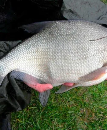 Ловля ляща в червні 2025 року в Україні: експерт розкриває секрети фідерної риболовлі