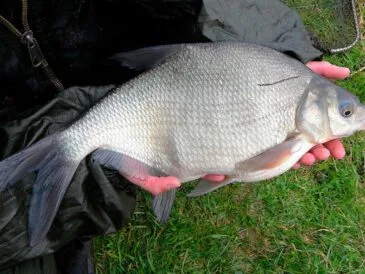 Ловля ляща в червні 2025 року в Україні: експерт розкриває секрети фідерної риболовлі