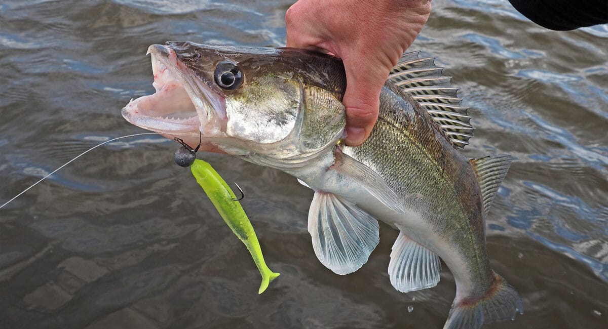 Експерт зі спінінгу: ловля судака на Дніпрі в червні 2025