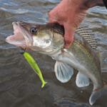 Браконьер на Киевщине нанес ущерб на 108 тысяч гривен