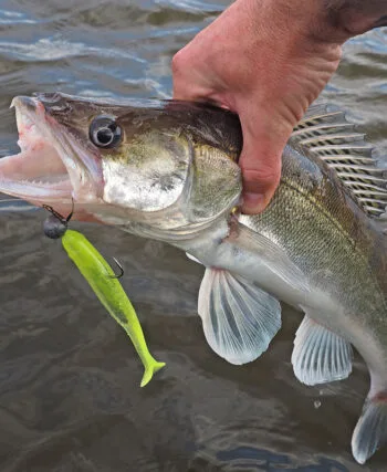 Експерт зі спінінгу: ловля судака на Дніпрі в червні 2025