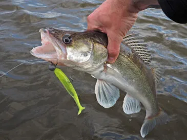 Експерт зі спінінгу: ловля судака на Дніпрі в червні 2025