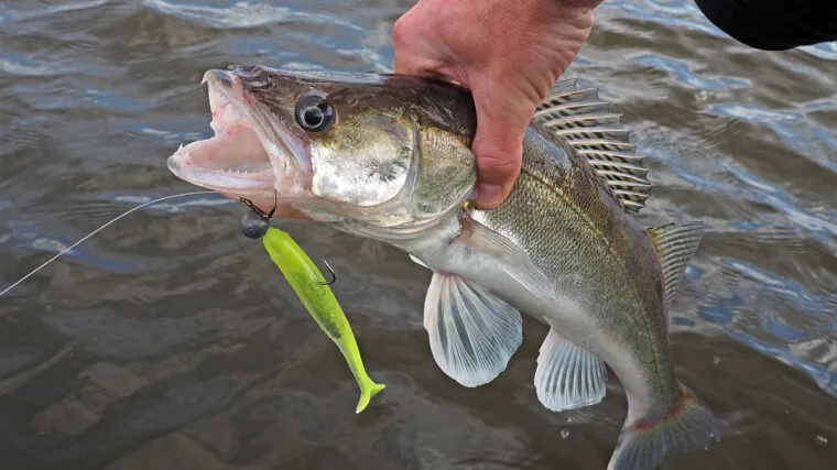 Експерт зі спінінгу: ловля судака на Дніпрі в червні 2025