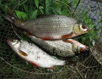 Плітка в червні 2025: поплавцева ловля на річках України