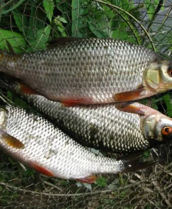 Плітка в червні 2025: поплавцева ловля на річках України