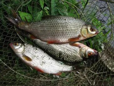 Плітка в червні 2025: поплавцева ловля на річках України