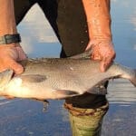 Дідівський метод збирання зграй ляща: розпарені зерна + річкова глина