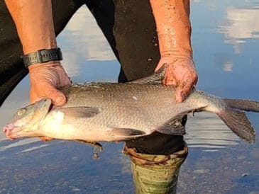 Секретна формула ловлі ляща в спеку: повідець 1,5 метра та солодка прикормка