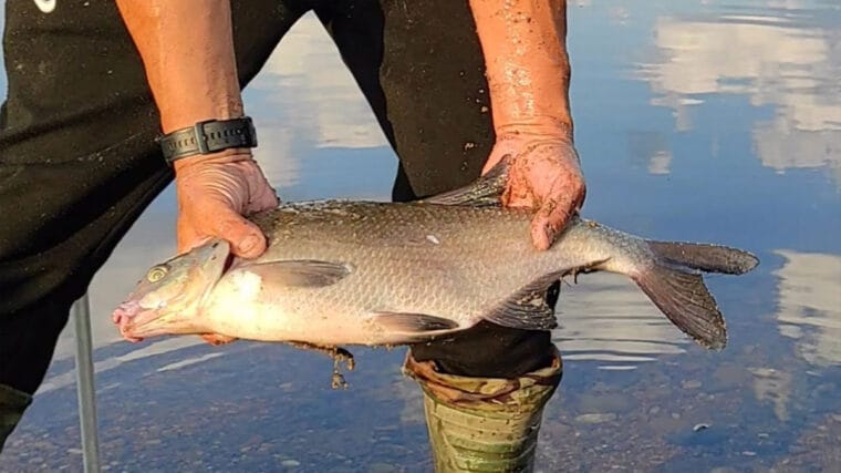 Секретна формула ловлі ляща в спеку: повідець 1,5 метра та солодка прикормка