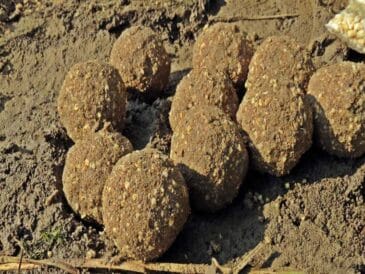 Дідівський метод збирання зграй ляща