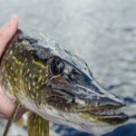 Дідівський метод збирання зграй ляща: розпарені зерна + річкова глина