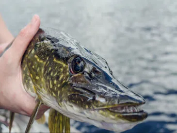 Ловля щуки в червні 2025: поради експерта з Київського водосховища