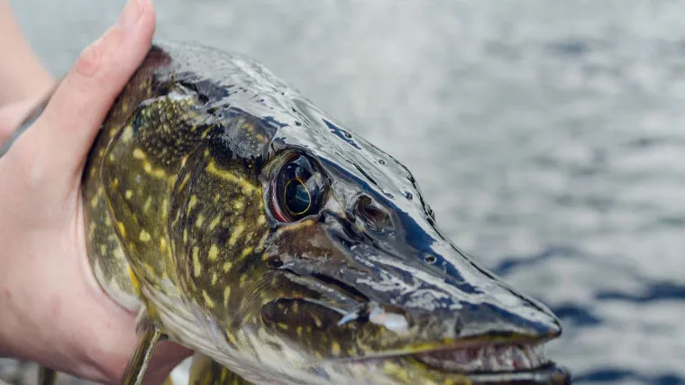Ловля щуки в червні 2025: поради експерта з Київського водосховища