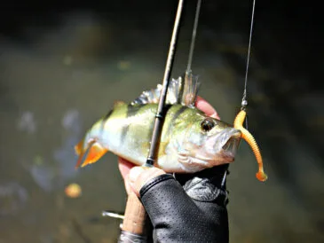 Окунь на малих річках України в червні: спінінгові тактики 2025