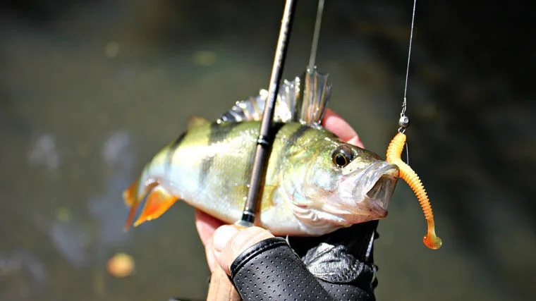 Окунь на малих річках України в червні: спінінгові тактики 2025
