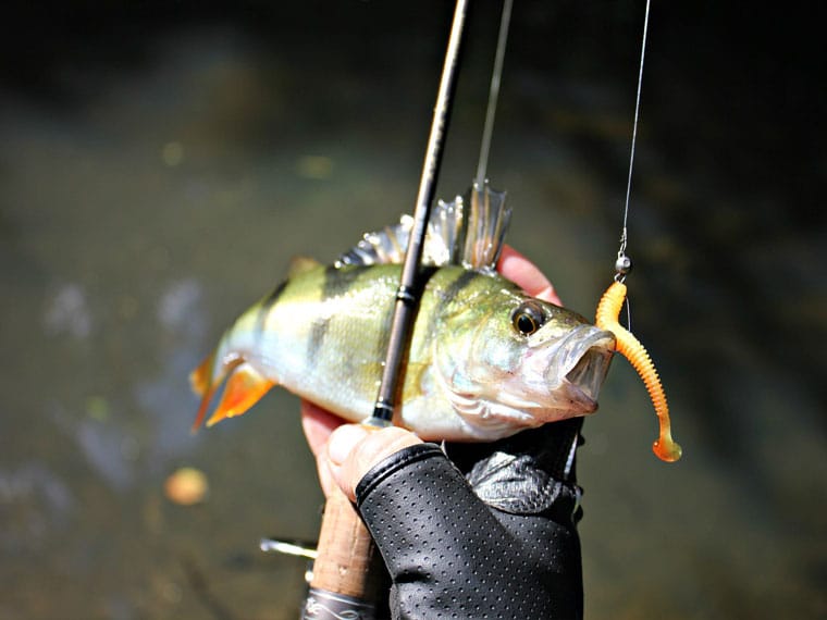 Окунь на малих річках України в червні: спінінгові тактики 2025