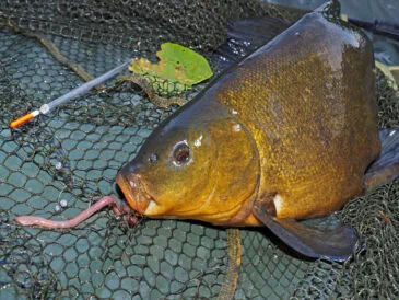 Ловля линя в спеку: експерти дали поради щодо вибору насадок і оснащення