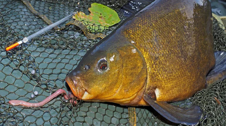 Ловля линя в спеку: експерти дали поради щодо вибору насадок і оснащення